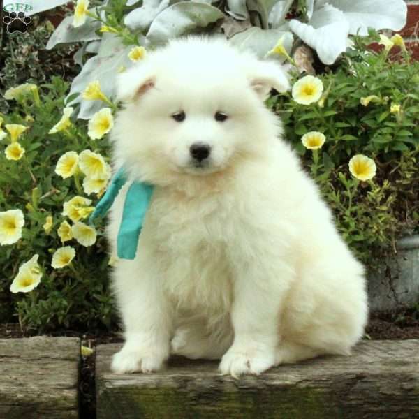 Milo, Samoyed Puppy