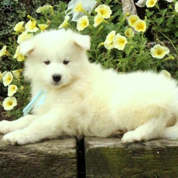Molly, Samoyed Puppy