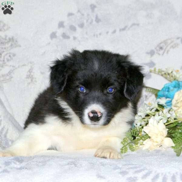 Nash, Border Collie Puppy