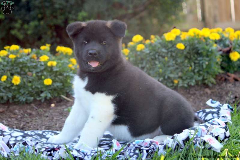 Nate - Akita Puppy For Sale in Pennsylvania