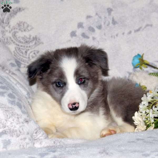 Noelle, Border Collie Puppy
