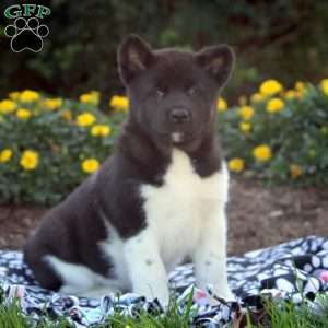 Akita Puppies for Sale - Greenfield Puppies