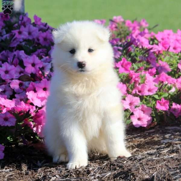 Ophelia, Samoyed Puppy