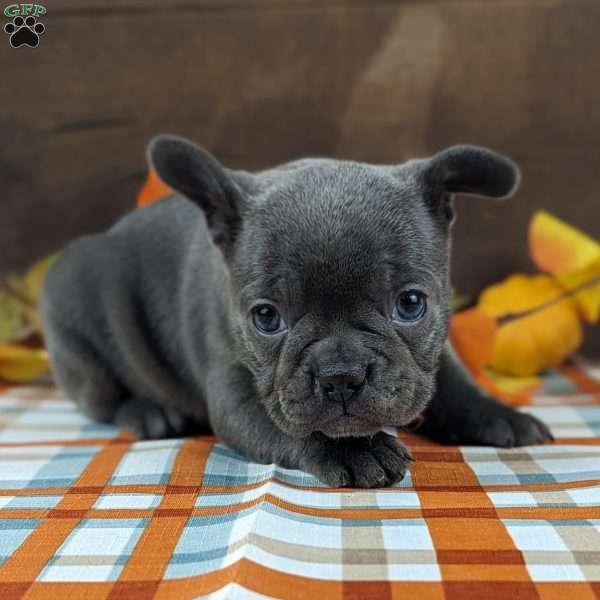 Stella, Frenchton Puppy
