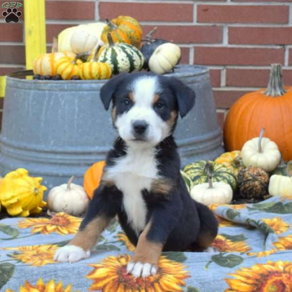 Patches, Greater Swiss Mountain Dog Puppy