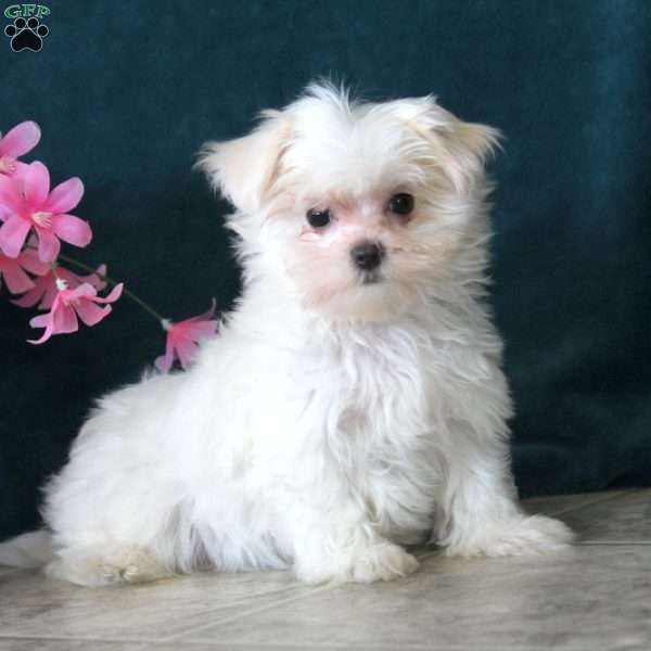 Penny, Maltese Puppy