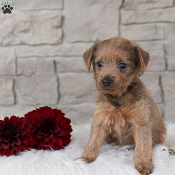 Piper, Yorkie Poo Puppy