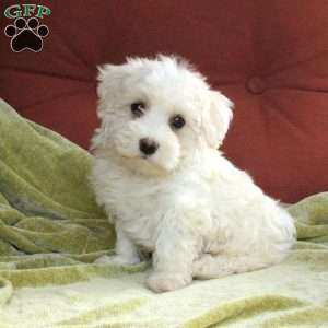 Sadie Fisher - Greenfield Puppies