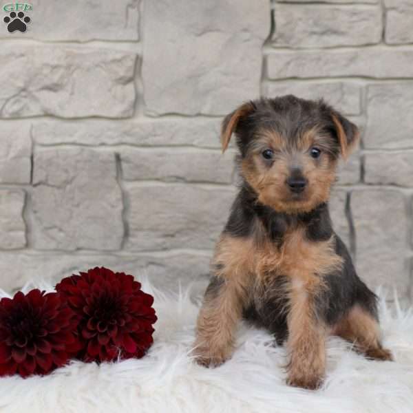 Polly, Yorkie Poo Puppy