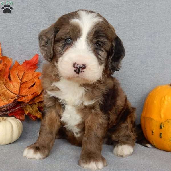Brody, Mini Labradoodle Puppy