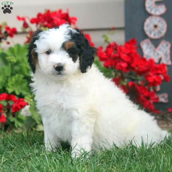 Ralph, Mini Bernedoodle Puppy