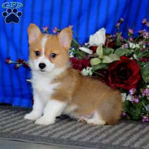 Pembroke Welsh Corgi Puppies for Sale - Greenfield Puppies