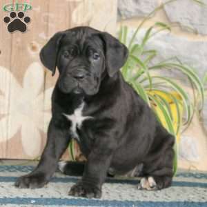 6 Facts About the Cane Corso - Greenfield Puppies