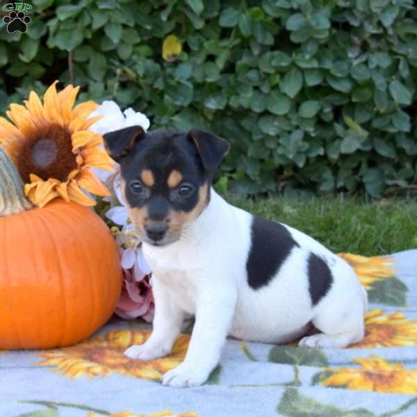 Rocky, Jack Russell Terrier Puppy