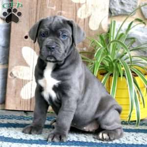 6 Facts About the Cane Corso - Greenfield Puppies