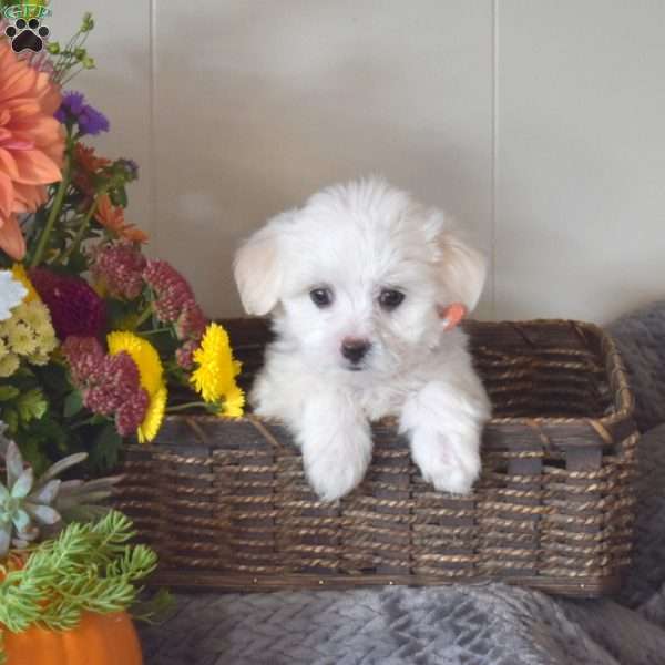 Rover, Maltese Puppy