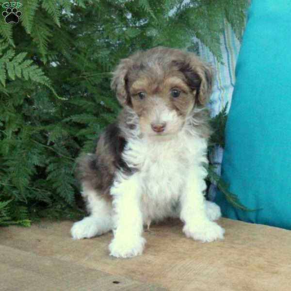 Royce, Standard Poodle Puppy