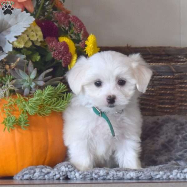 Rudy, Maltese Puppy