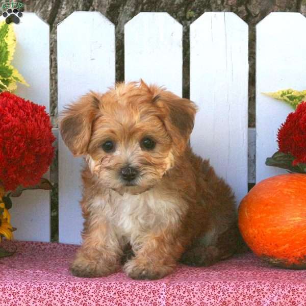 Rylan YorkieChon Puppy For Sale in Pennsylvania