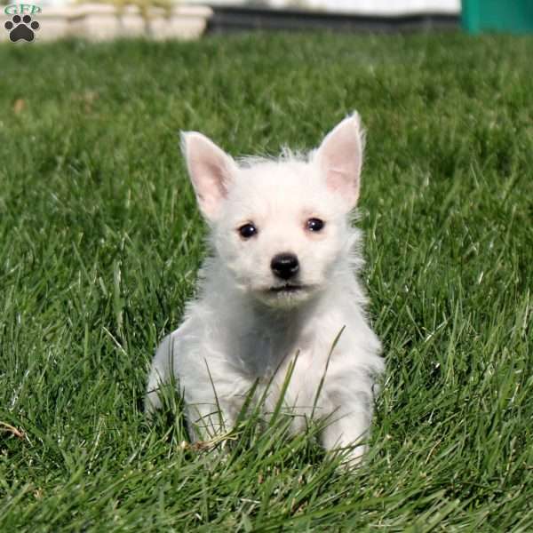 Sadie, West Highland Terrier Puppy