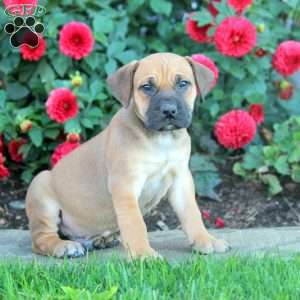 African Boerboel Puppies For Sale - Greenfield Puppies