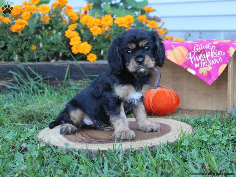 Samuel King - Dog Breeder - Greenfield Puppies