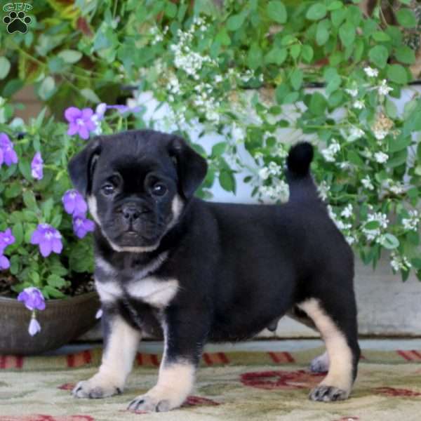Sammy Jug Puppy For Sale in Pennsylvania