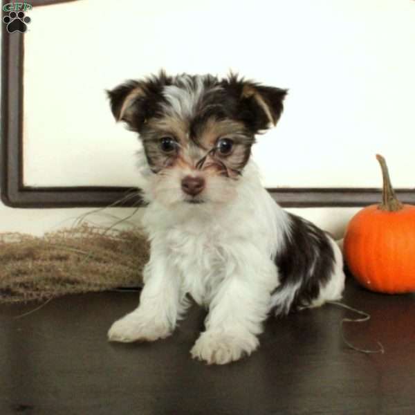 Scooter, Morkie / Yorktese Puppy