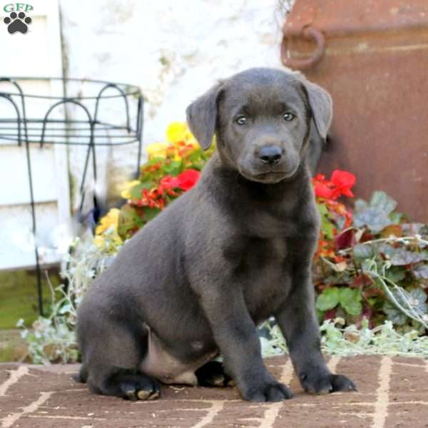 Scout, Charcoal Labrador Retriever Puppy