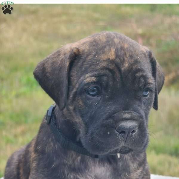 Tiger - Cane Corso Puppy For Sale in Ohio