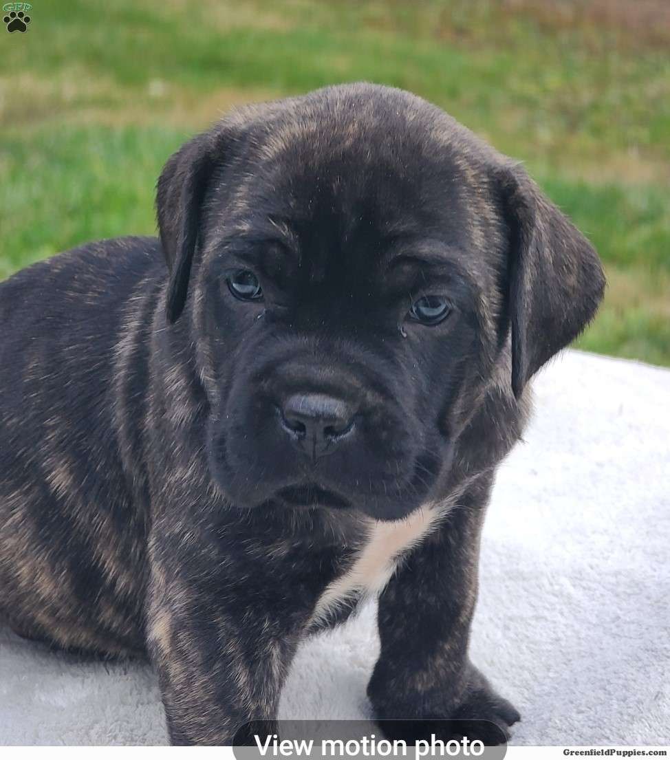 Duke - Cane Corso Puppy For Sale in Ohio