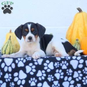 Fox Terrier Mix Puppies For Sale | Greenfield Puppies