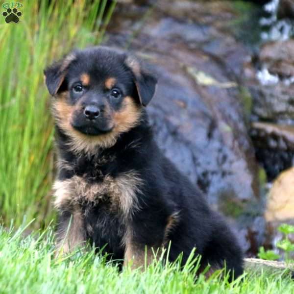 Seth, Rottweiler Mix Puppy