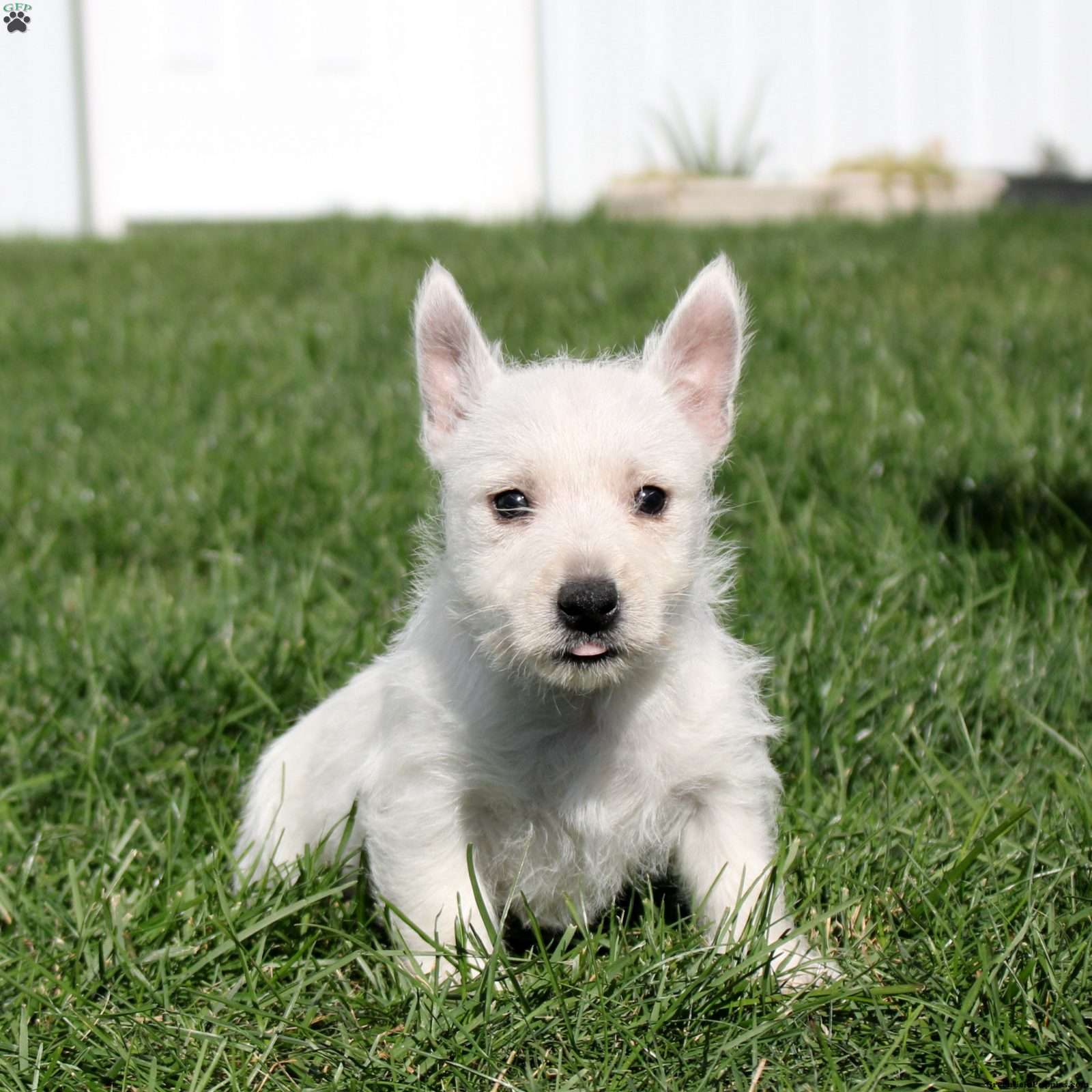 Seth - West Highland Terrier Puppy For Sale in Pennsylvania