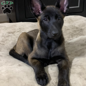 Belgian Malinois Puppies for Sale | Greenfield Puppies