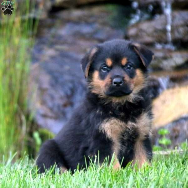 Simba, Rottweiler Mix Puppy