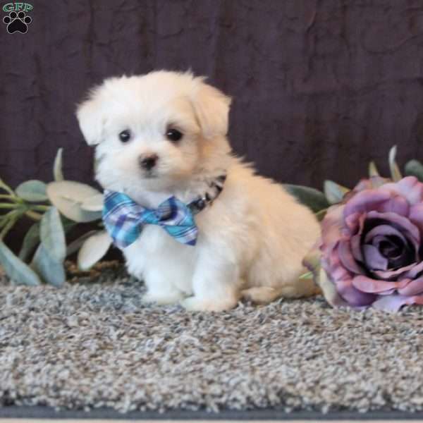 Slater, Maltese Puppy