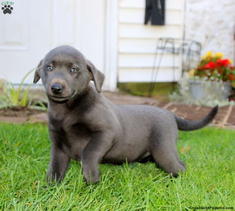Special Charcoal Labrador Retriever Puppy For Sale in Pennsylvania