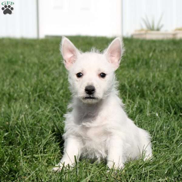 Sully, West Highland Terrier Puppy