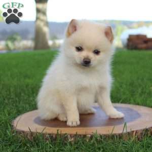 Pomeranian Puppies For Sale - Greenfield Puppies