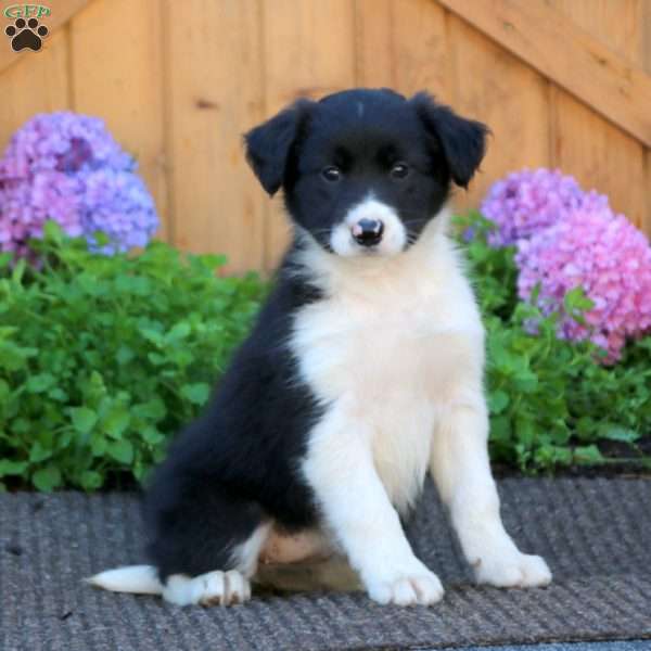 Suzy, Border Collie Puppy