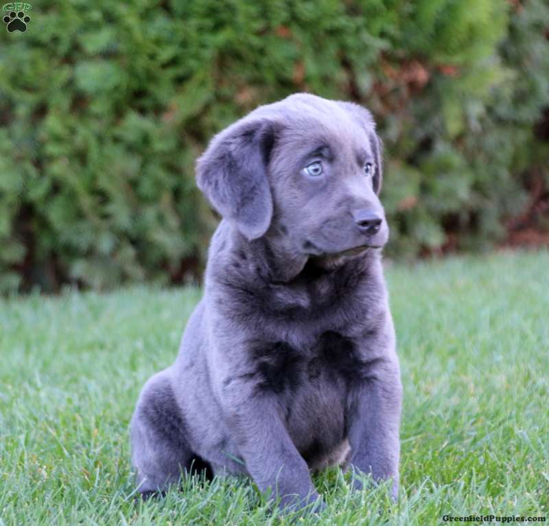 Tammy Charcoal Labrador Retriever Puppy For Sale in Pennsylvania