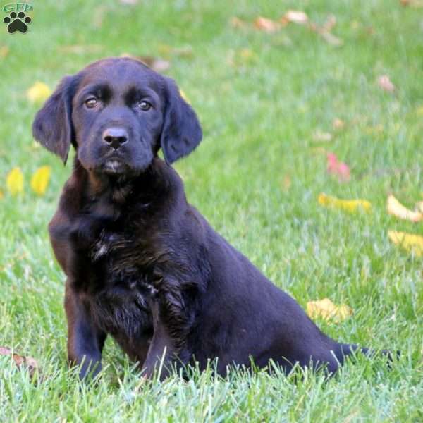 Ted Labrador Mix Puppy For Sale in Pennsylvania