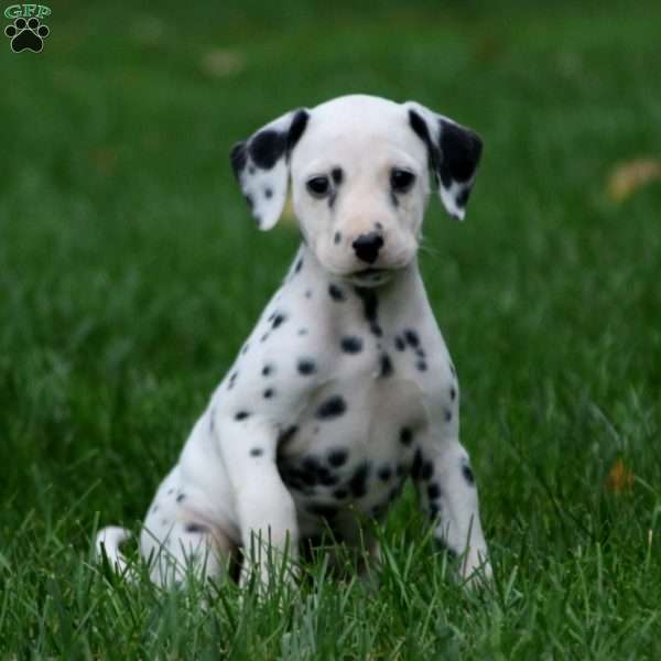 Teresa, Dalmatian Puppy