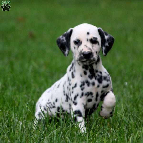 Thea, Dalmatian Puppy