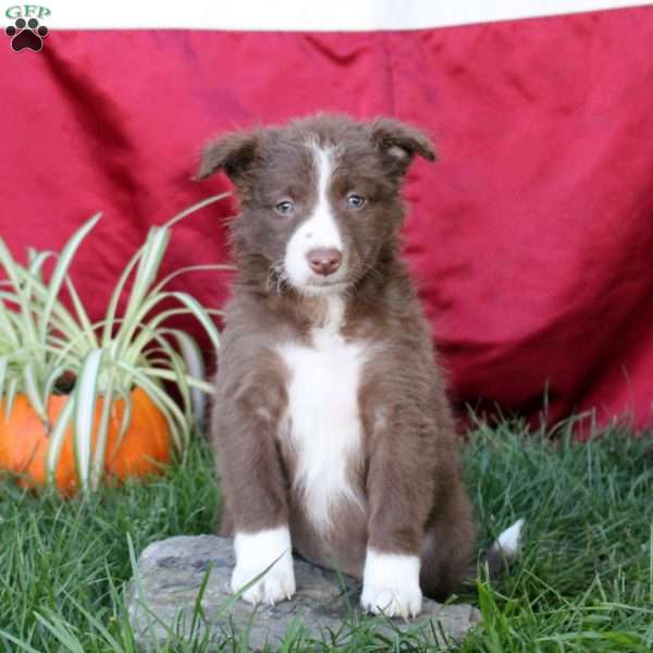 Tiffany - Border Collie Puppy For Sale in Pennsylvania