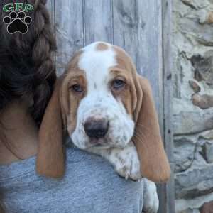 Basset Hound Puppies For Sale - Greenfield Puppies