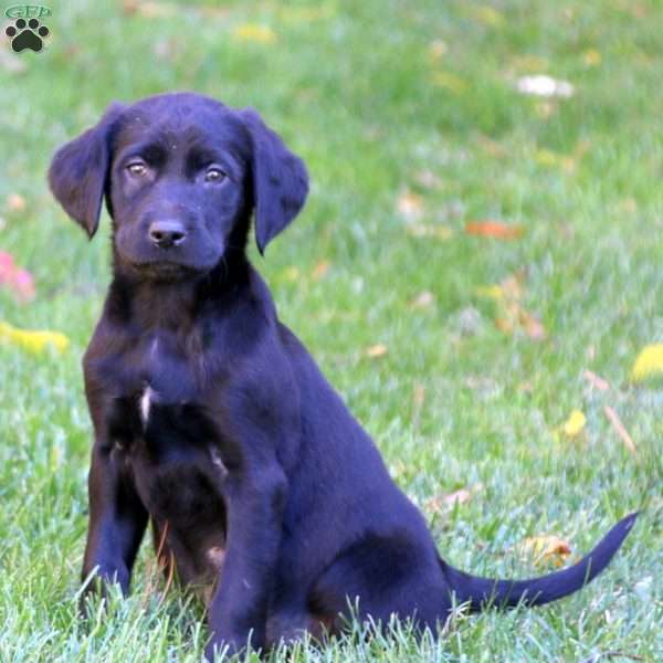 Tootsie, Labrador Mix Puppy