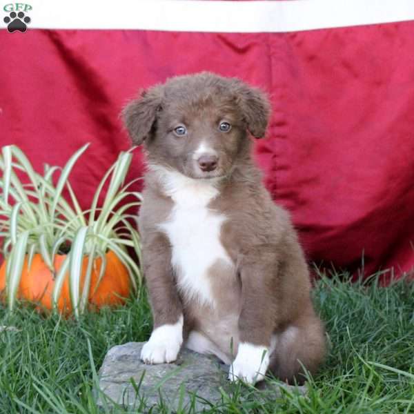 Tori, Border Collie Puppy