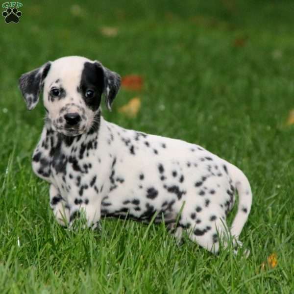Trevor, Dalmatian Puppy